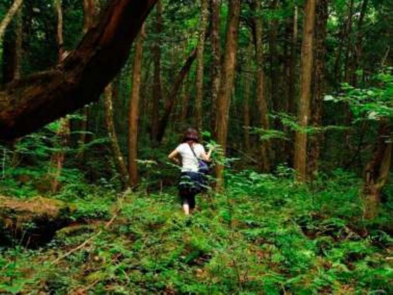 Aokigahara El Bosque Conocido Como El Lugar De Los Suicidios EL