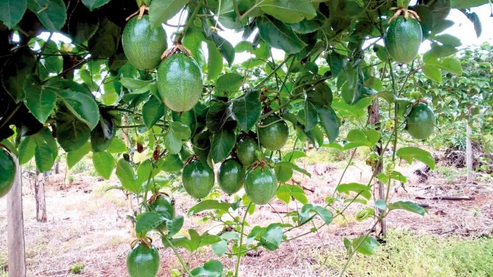 Maracuyá y frutas tropicales ganan hectáreas en San Javier 