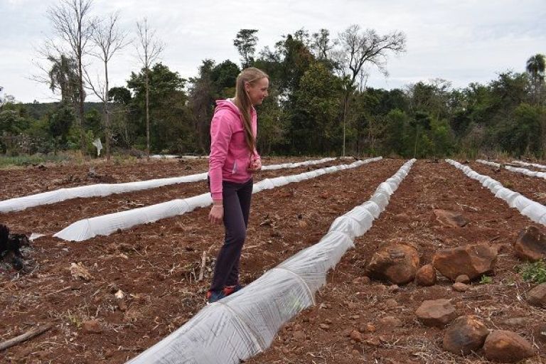 Apuestan al cultivo de sandía como alternativa al tabaco Apuestan al cultivo de sandía como alternativa al tabaco