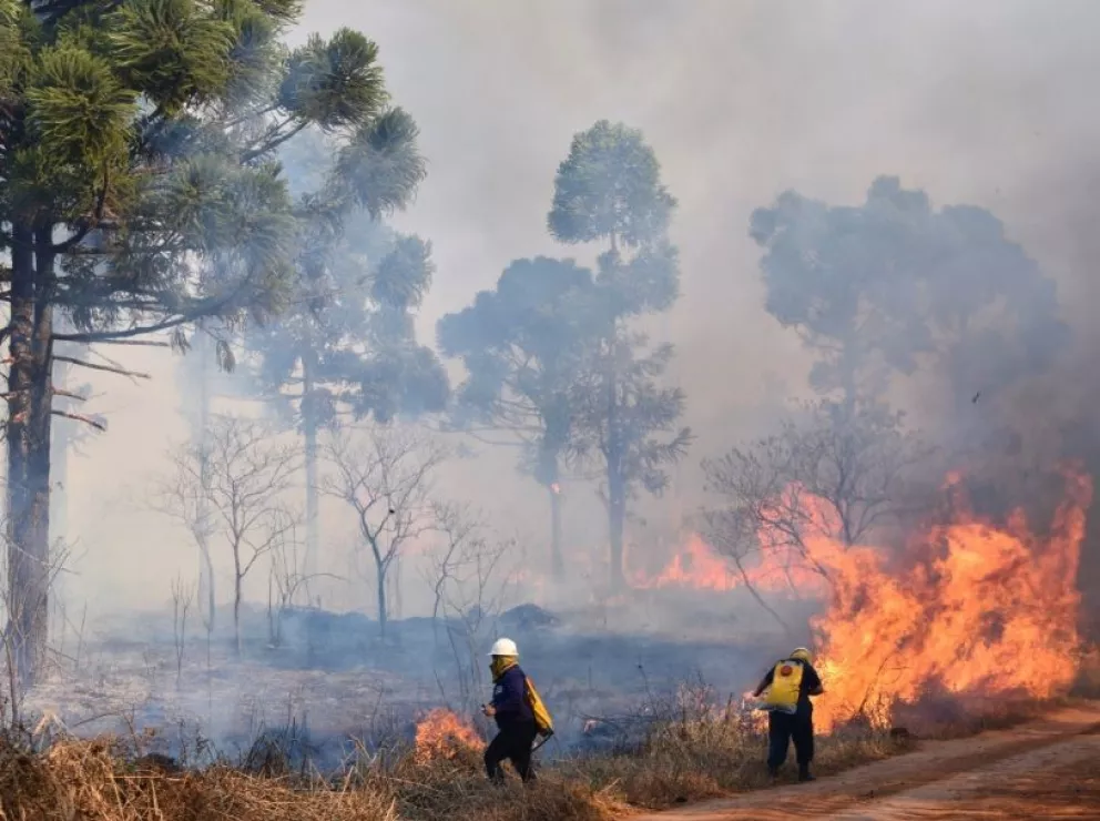 Tragedia ecológica en San Pedro: está en llamas el parque provincial Araucaria