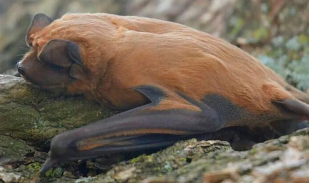 Identificaron una nueva especie de murciélago que habita el sur de Santa Fe