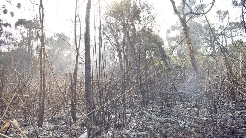 Se quemaron casi 6 hectáreas del Parque de la Araucaria