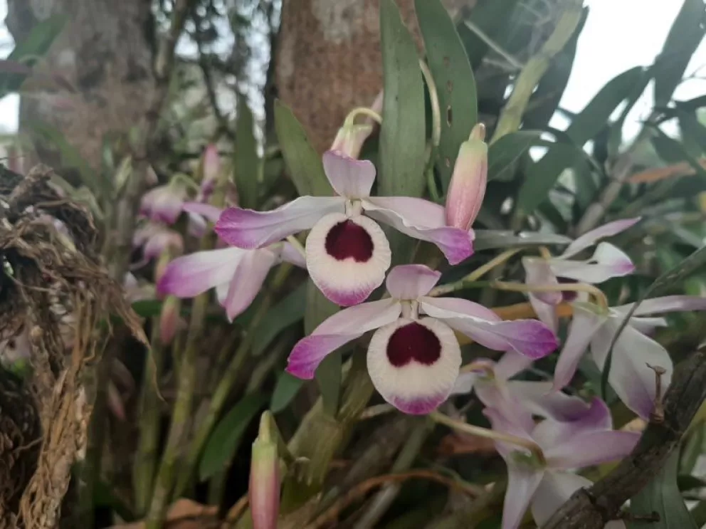 Vecinos de Montecarlo en alerta por robo de orquídeas de espacios públicos y jardines 