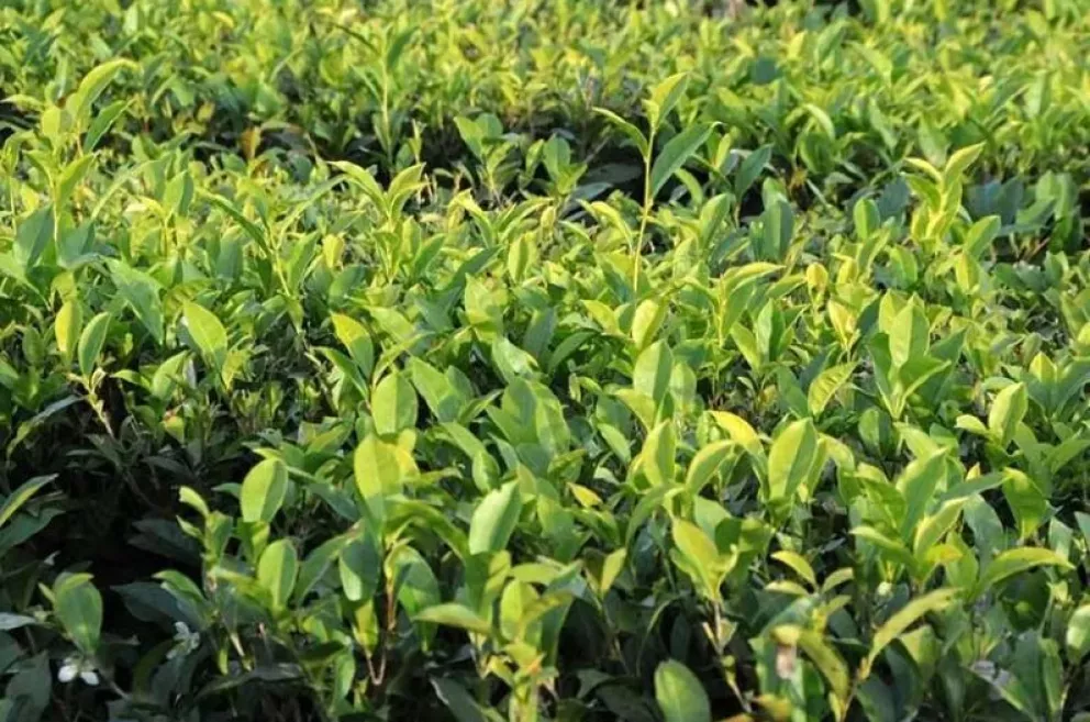 Arrancó ayer oficialmente la cosecha de té en Misiones