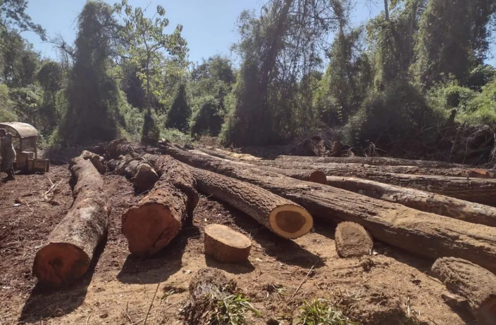 Apeo Ilegal en Mado: secuestraron máquinas y rollos de maderas nativas
