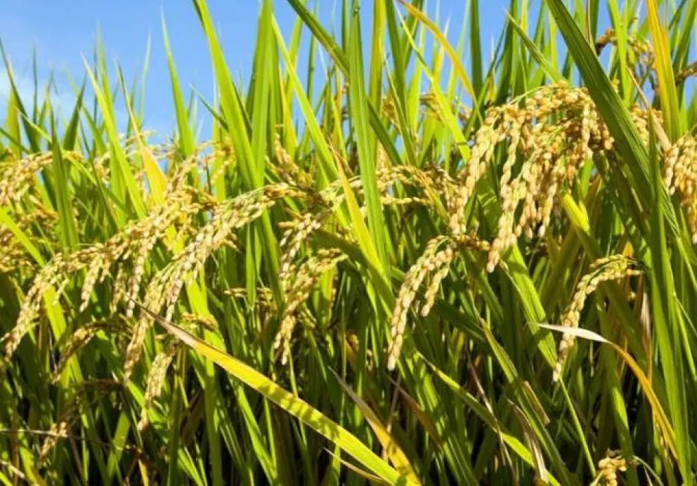 Buscan incentivar la producción de arroz orgánico