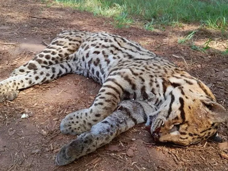Llora la fauna misionera, atropellaron y mataron a un ocelote sobre la ruta 12