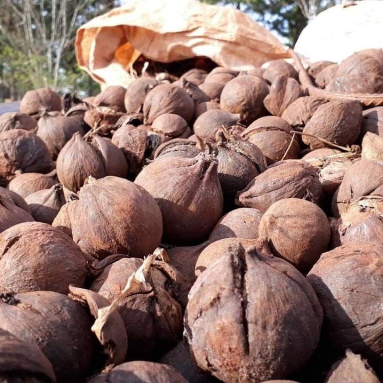 Recuperaron el aceite de tung y no dan abasto con pedidos de todo el país Recuperaron el aceite de tung y no dan abasto con pedidos de todo el país
