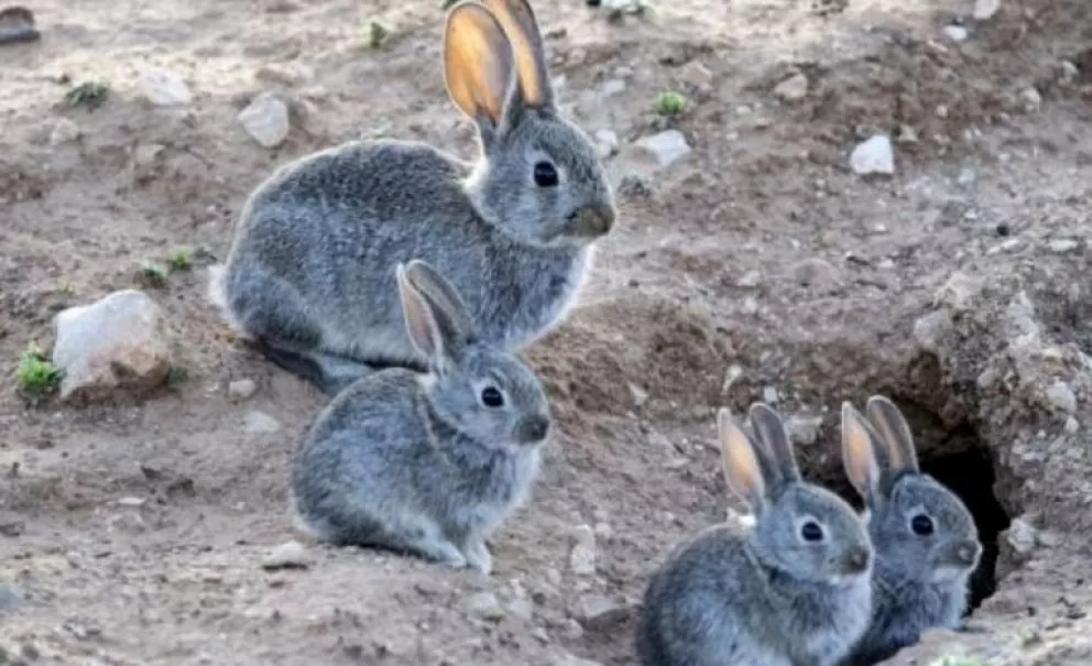 La polémica por la erradicación de conejos en Ushuaia generó una denuncia por contrabando