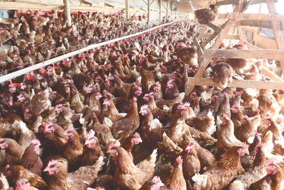 En cada galpón hay 10.000 gallinas, en su mayoría rojas. / Fotos: Sixto Fariña