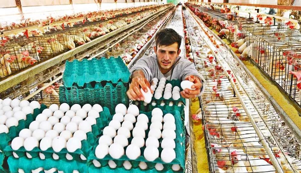 La granja campeona en producción de huevos