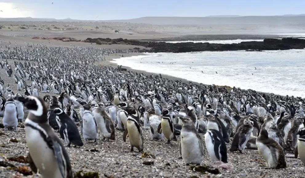 Con la llegada de los primeros pingüinos, se abrió al turismo la reserva de Punta Tombo