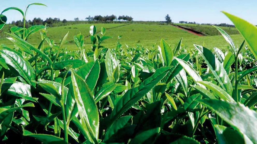 Consultas por fertilizantes siguen a pesar de las subas 