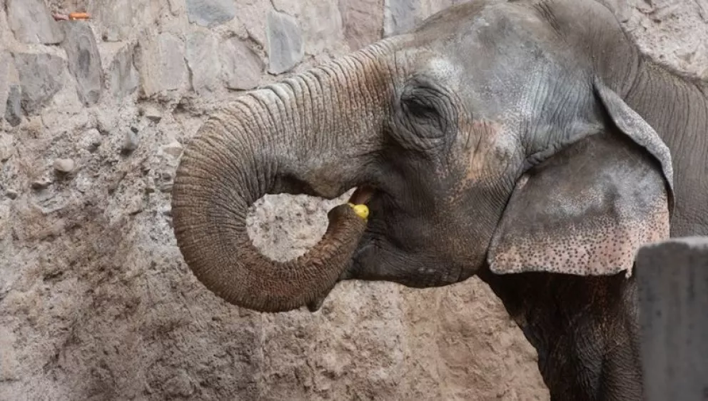 Un fallo habilita el traslado de dos elefantas del ecoparque mendocino a un santuario brasileño