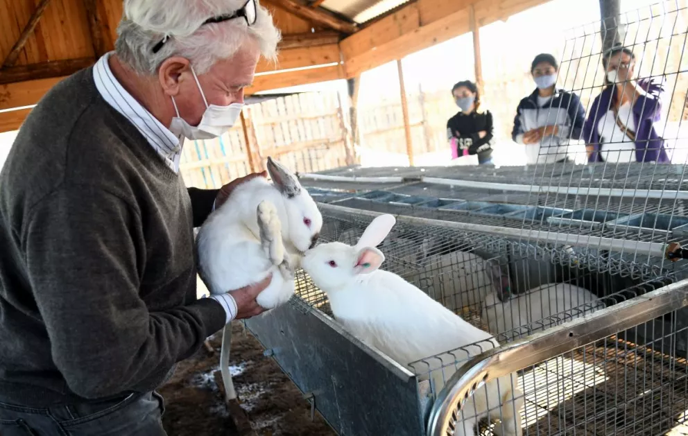 En Posadas se avanza con la cría de conejos para diversificar la producción de carne