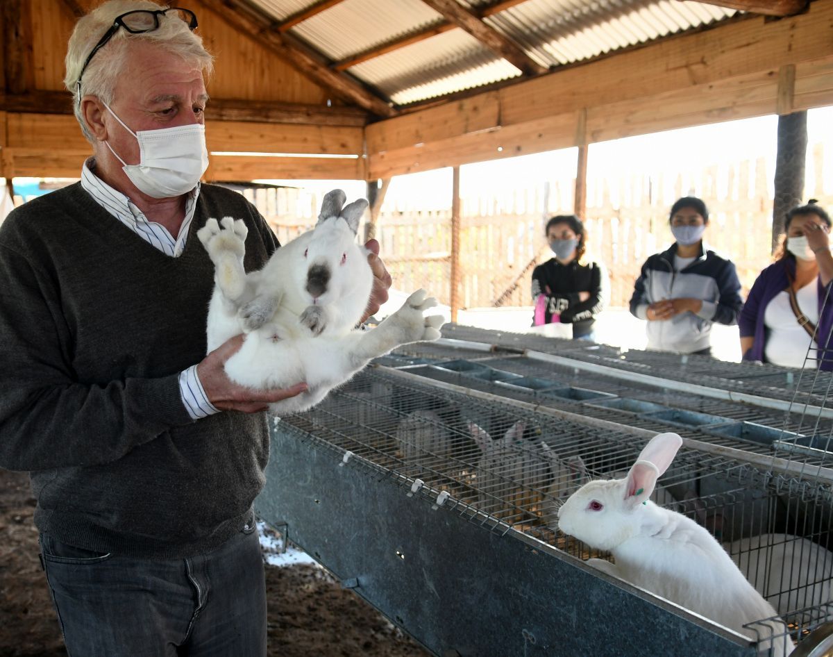 En Posadas se avanza con la cría de conejos para diversificar la producción de carne