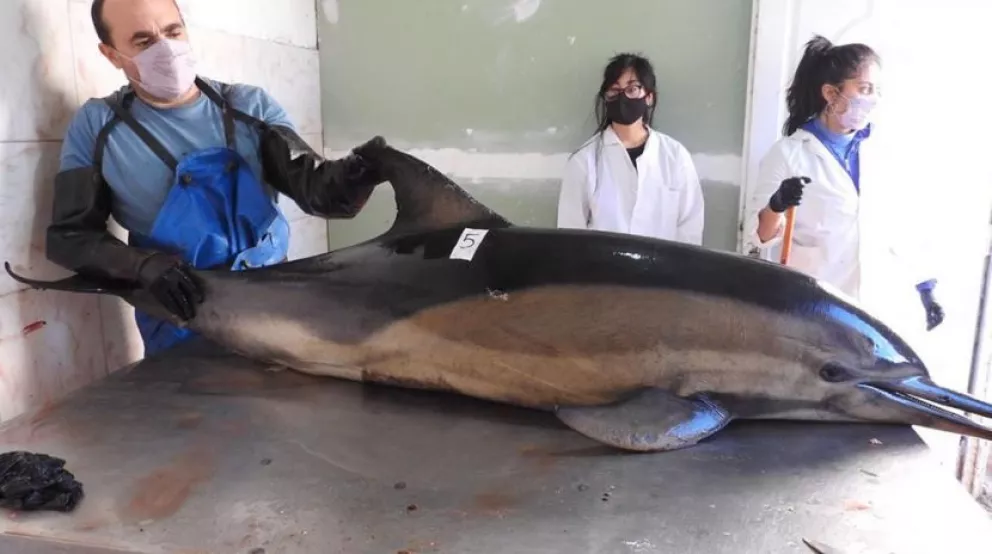 Río Negro: aparecieron muertos 16 delfines en la costa de San Antonio Oeste