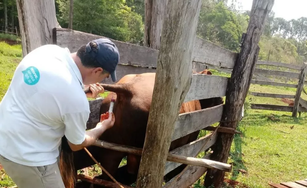 Arrancó el plan nacional de control y erradicación de brucelosis bovina en Misiones