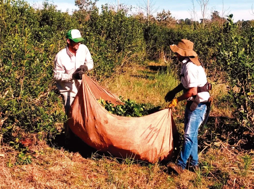 El precio de la yerba, otra vez a laudo de  la Nación
