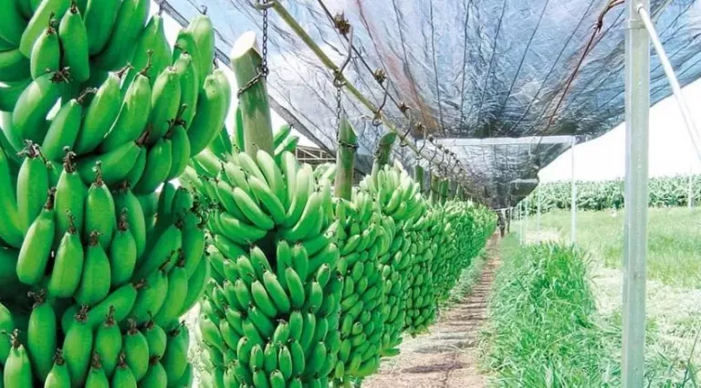 Por dificultad en importación, no se consiguen bananas en Misiones