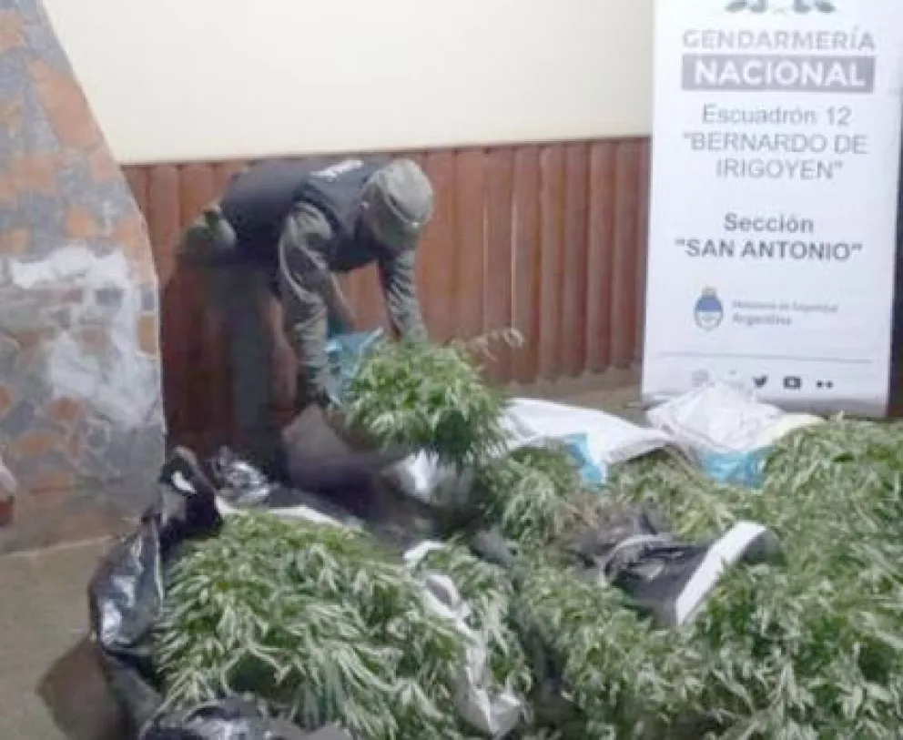 Hallan plantación de marihuana en una chacra de Irigoyen