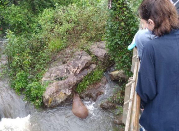 Un carpincho almorzando en el salto San Martín de Cataratas cautivó a los turistas