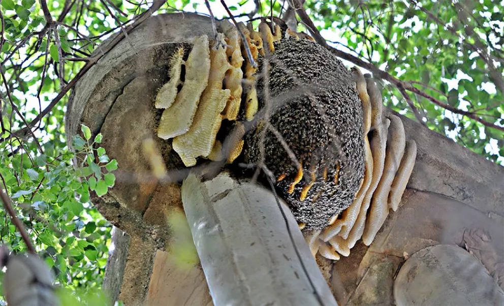 Ataques de abejas, un peligro que aumenta 	en cada primavera