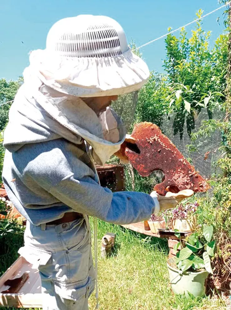 Es apicultor y rescata abejas que arman colmenas en zonas urbanas
