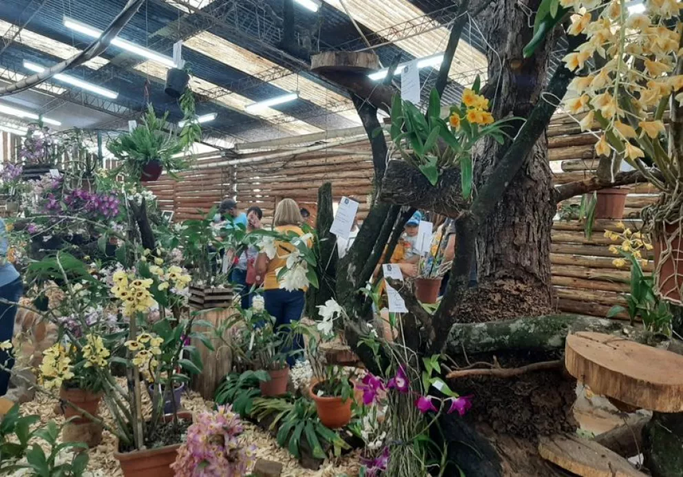 Fiesta Nacional de la Orquídea y Provincial de la Flor en Montecarlo 