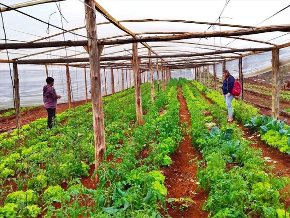 Productores abandonan el tabaco y se inclinan hacia la horticultura Productores abandonan el tabaco y se inclinan hacia la horticultura
