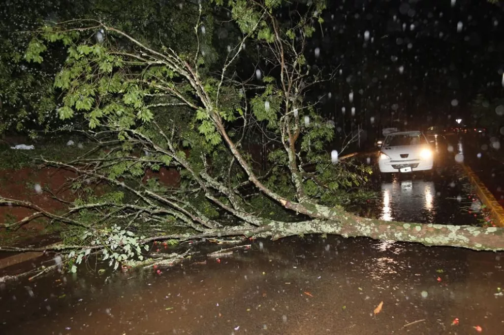El temporal dejó árboles caídos y casas destechadas en Posadas
