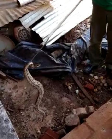 Rescataron una serpiente que se encontraba en una vivienda de Garupá