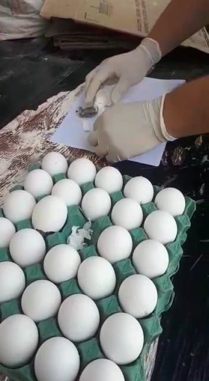 Oberá: intentó ingresar droga a la cárcel dentro de un maple de huevos ...
