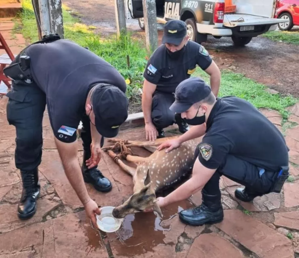 Rescataron y pusieron a salvo un ejemplar de ciervo hallado en Itacaruaré