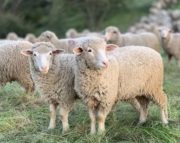 La Sociedad Rural de Misiones prepara el tercer remate ovino