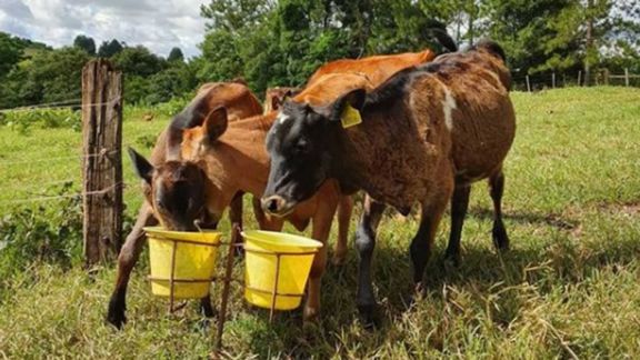 Afianzan en Misiones el sistema de crianza artificial de terneras Afianzan en Misiones el sistema de crianza artificial de terneras