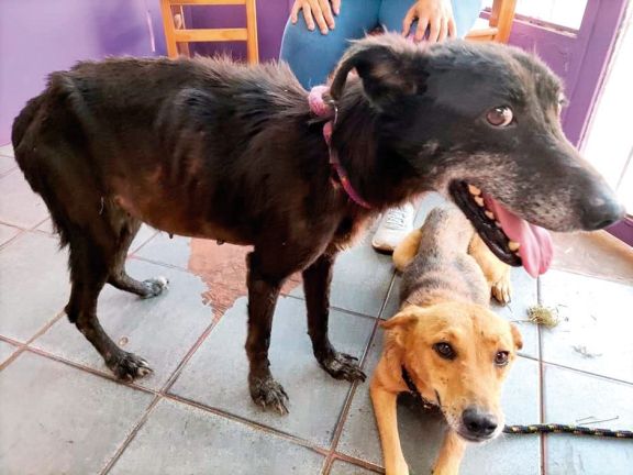 Iguazú: denuncia por maltrato animal en supuestos rituales satánicos Iguazú: denuncia por maltrato animal en supuestos rituales satánicos