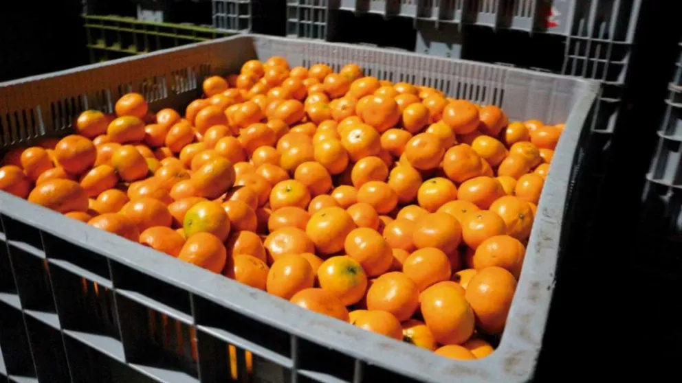 La mandarina misionera crece en exportación y mercado local