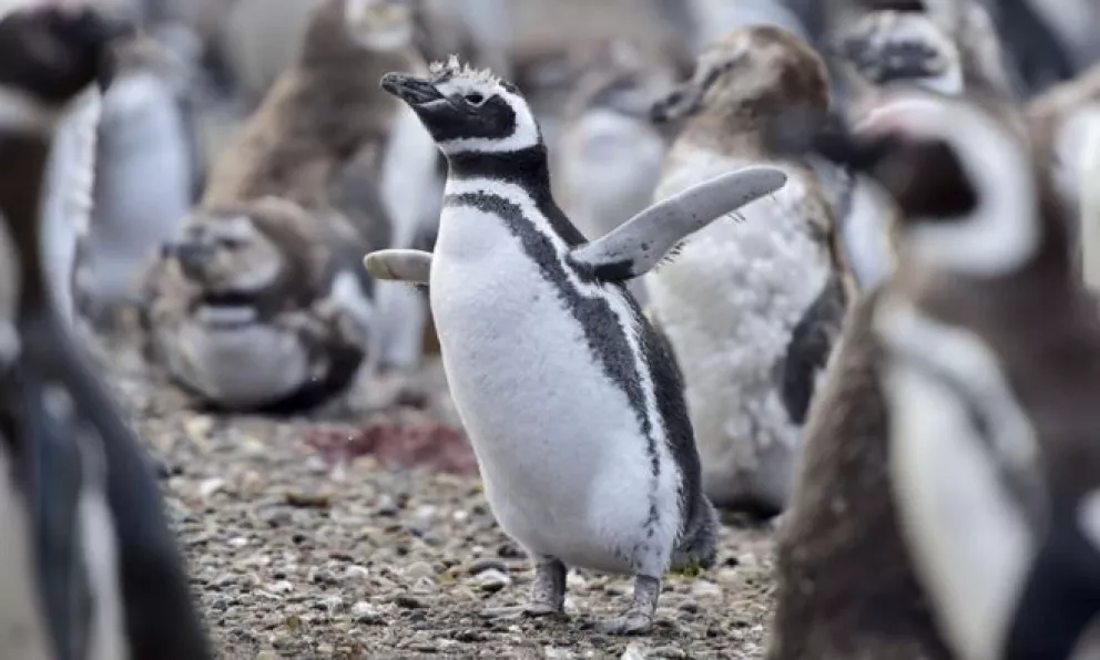 Allanan un predio lindero a Punta Tombo por una matanza de pingüinos