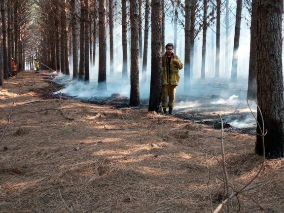 Incendio arrasó al menos 40 hectáreas de pastizales y pinos en Candelaria 