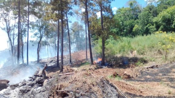 Se quemaron siete hectáreas de un pinar en Gobernador Roca
