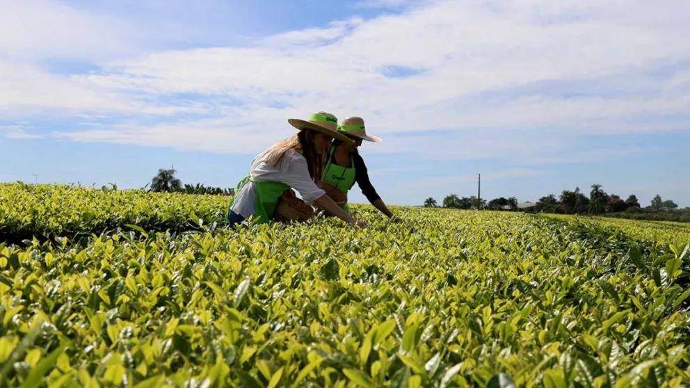 Agro apuesta a fortalecer el mercado y potenciar las chacras sustentables
