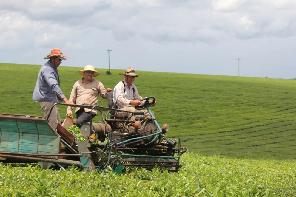 Cosecha de té Cosecha de té