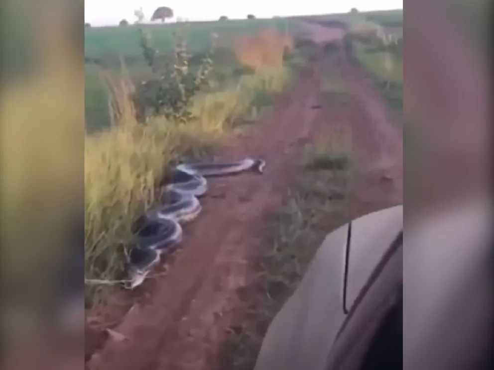 Advierten Fake News en un video de una anaconda en Misiones 