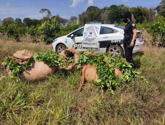La Policía frustró el robo de 500 kg de hojas de yerba mate en Oberá