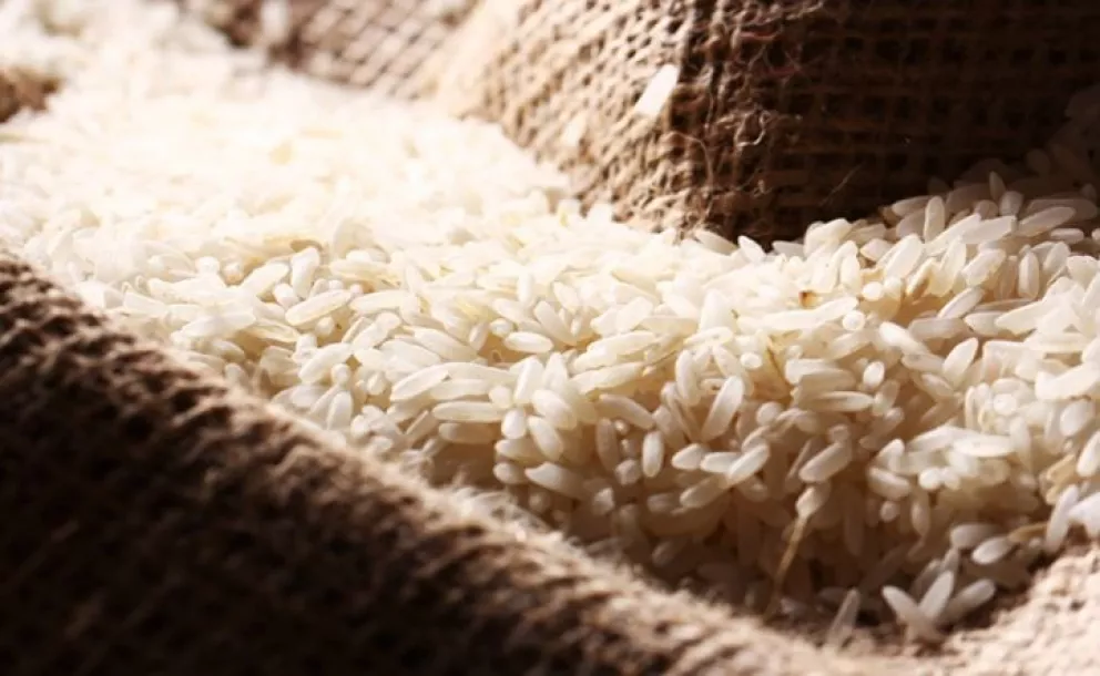 Científicos del Conicet descubren un arroz con 30% más de proteínas