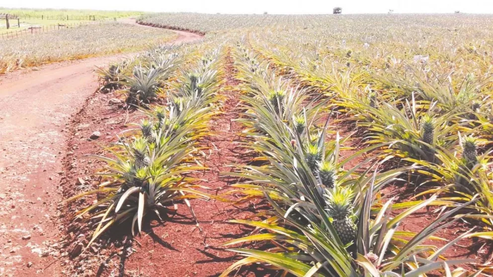 El ananá misionero resiste a la sequía y proyecta una buena cosecha