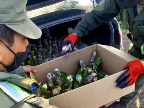 Gendarmería logró rescatar 100 loros que viajaban ocultos en el baúl de un auto en Chaco
