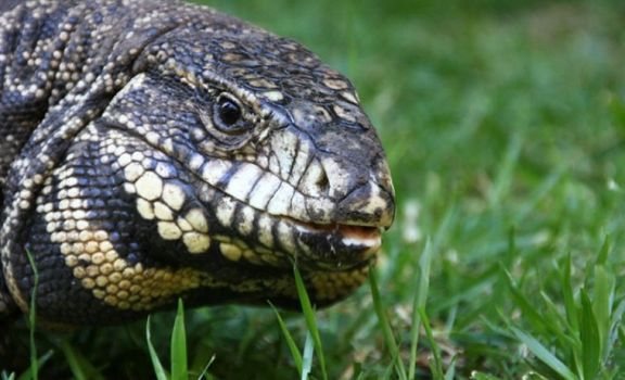 En Pilar y Escobar: hay temor por la presencia de lagartos, aunque especialistas dicen que no son peligrosos