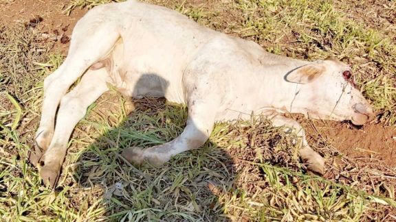 Ganaderos malvenden sus animales escapando de pérdidas por la sequía